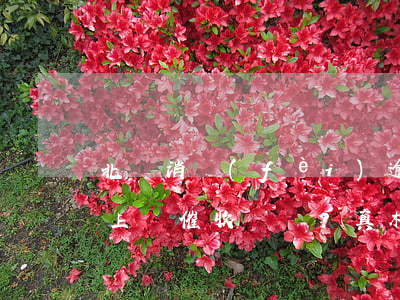 北銀消費(fèi)逾期是否會(huì)上門催收？真相是什么？